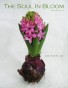 Spring Issue 2011
