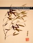 Chinese Medicine Quarterly - Issue 3 - Wind