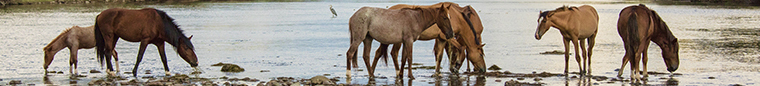 Salt River Wild Horses